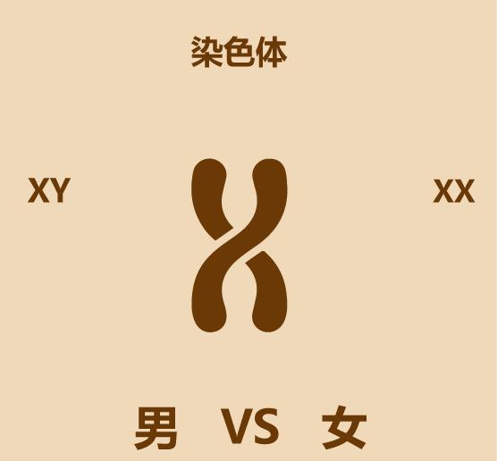 男女区别原版,男女区别视频讲解