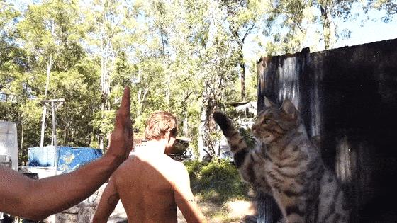 谁说*男猛**和萌猫必须二选一？这次我全都要