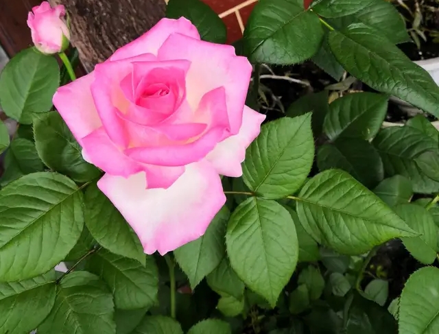 拿铁咖啡月季和流沙月季,拿铁咖啡月季和卡布奇诺月季