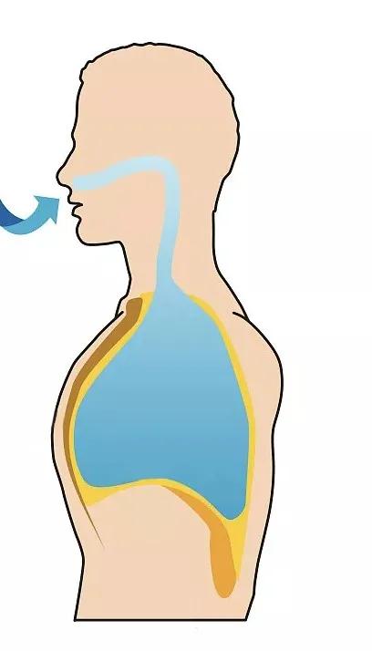 呼吸过程是怎么样的?今天带你搭乘氧气客车,一起去“肺里”逛逛