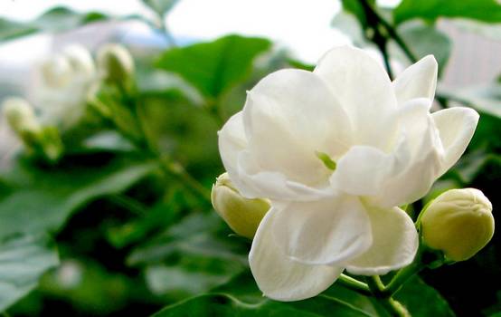 50种常见花卉浇水技巧,50种花卉种植技巧