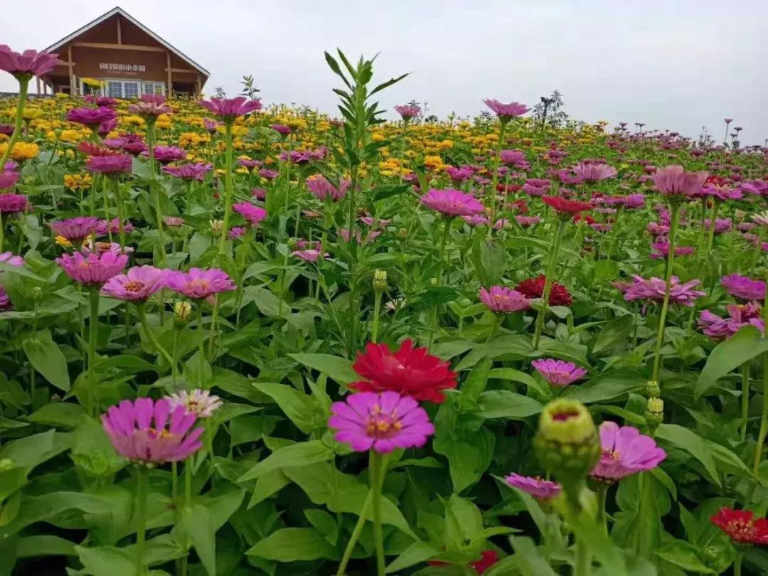 河北绝美自驾游,河北哪里的花海好看最美