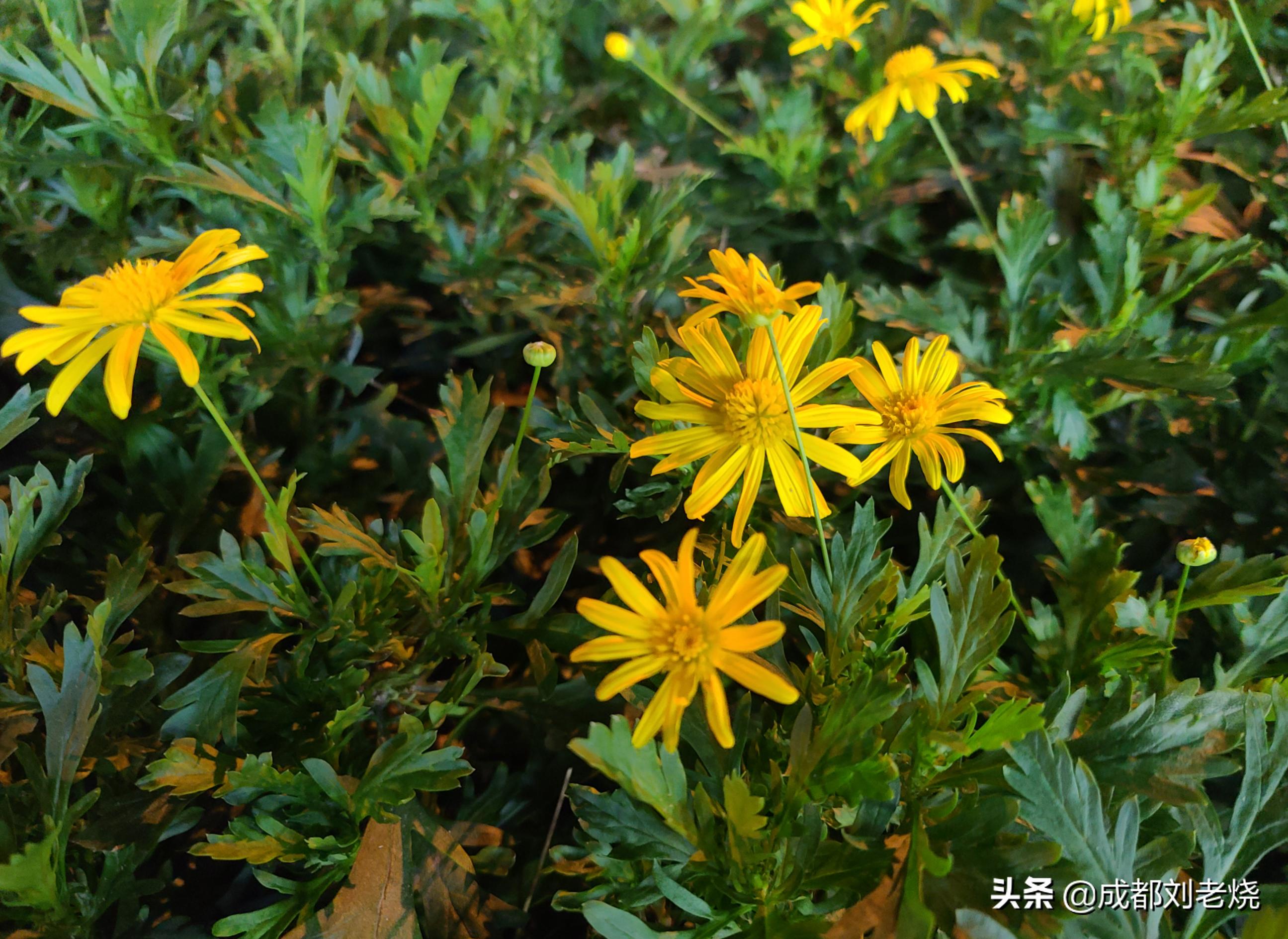 三星s20ultra韩版最大的缺点,三星手机s20ultra与s20+