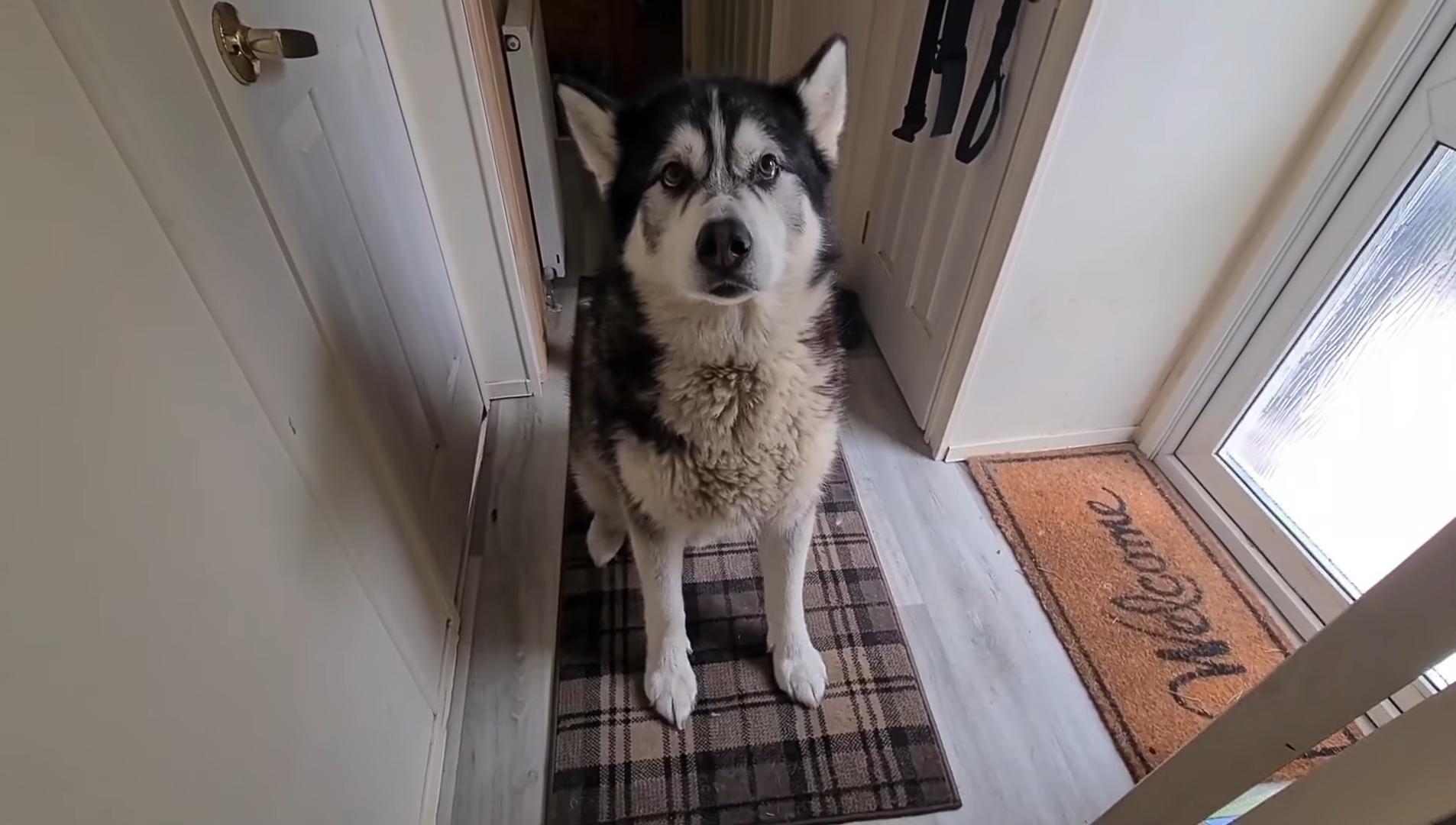 狗狗春节怕爆竹一直狂吠怎么办,春节狗狗害怕放炮声不上厕所