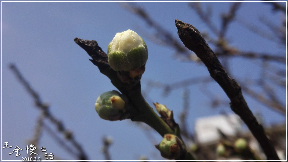 灏忓纰х帀璇楀彞,娓呯鍙汉灏忓纰х帀