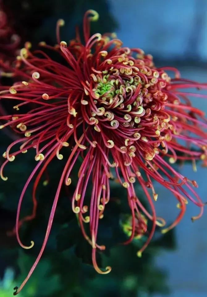 花中四君子为何是梅兰竹菊,花中四君子梅兰竹菊的顺序