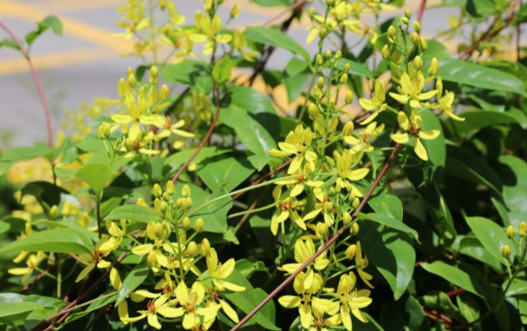 哪种爬墙花最香最好看又好养活,爬墙系列花