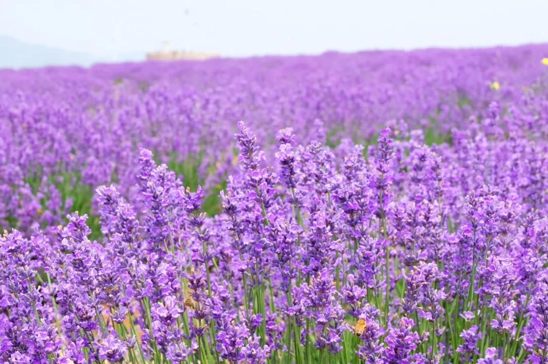 美哭了天津薰衣草花海盛放,美cry