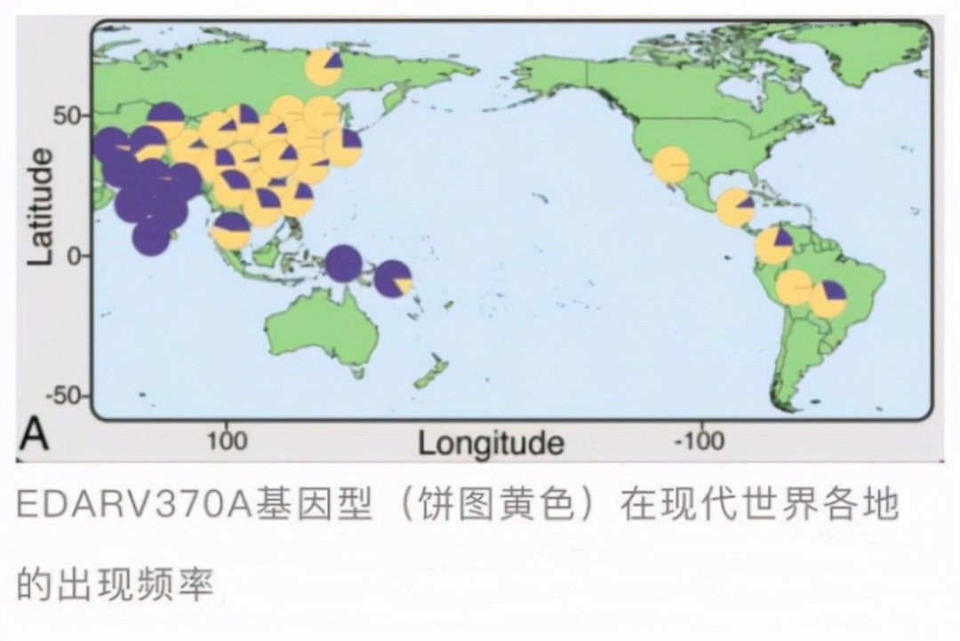 东亚女性胸部较小是基因决定的吗,为什么东亚女性胸比较小