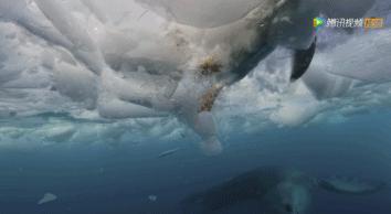 炸裂9.9，BBC再出神片，美得让人脸红