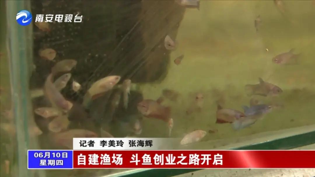 90后小伙的“斗鱼”梦:泰国斗鱼从南安“游”到全国各地!