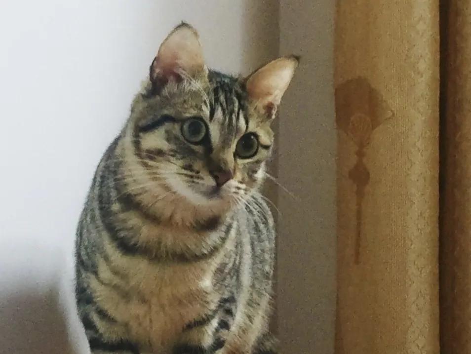 跟着我们猫狗大联盟，你会有喵的！黄阿姨猫咪领养专场