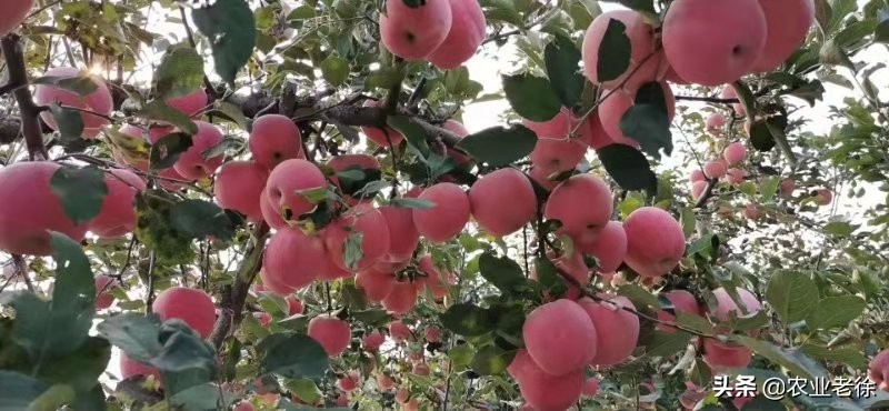 苹果苦痘病防治及施肥方法,有苦痘病苹果还能吃吗