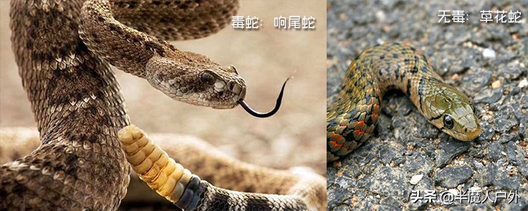 野外生存的知识有哪些,农村常见的蛇类你都认识吗