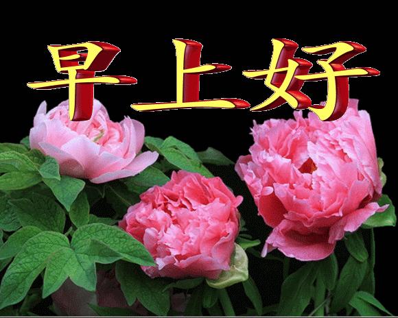 早上好最漂亮微信表情祝福图片,微信最漂亮早上好表情图片带鲜花