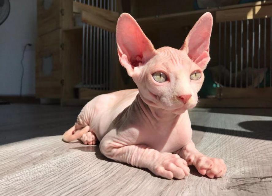 猫咪大战争功夫猫值得买吗,猫咪大战争打三阶功夫猫