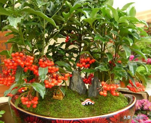 每日一花三十一天,每日一花合集