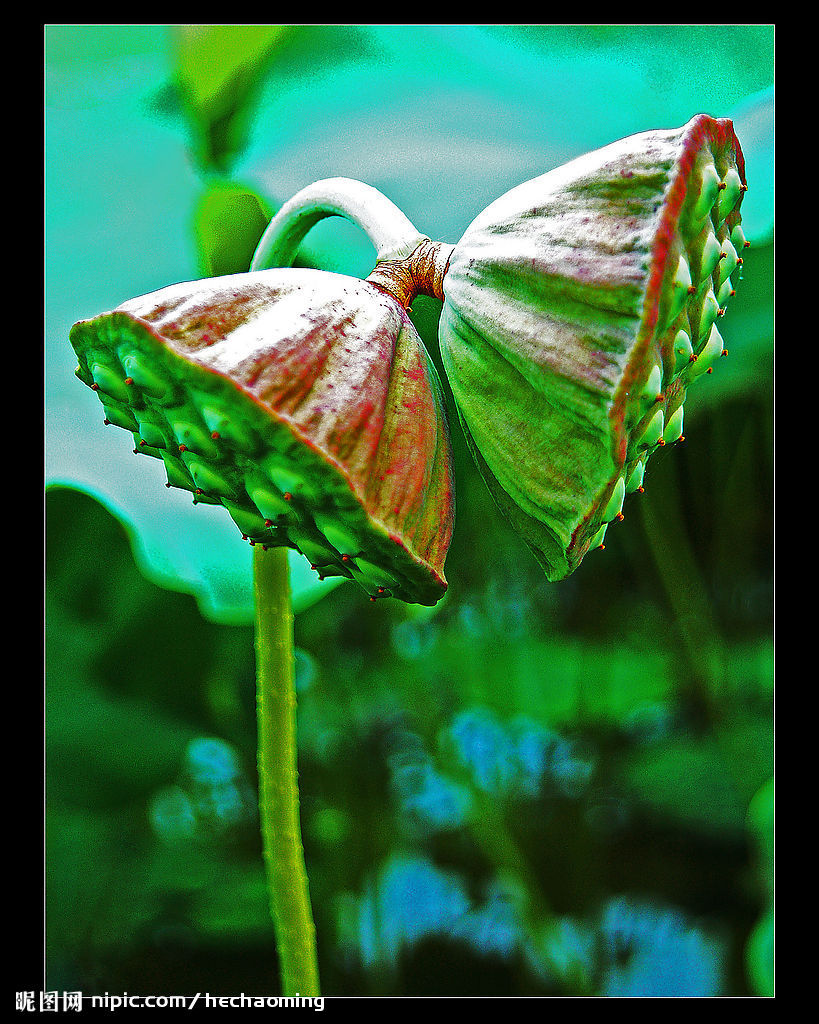 并蒂莲七绝二首,并蒂莲七绝诗