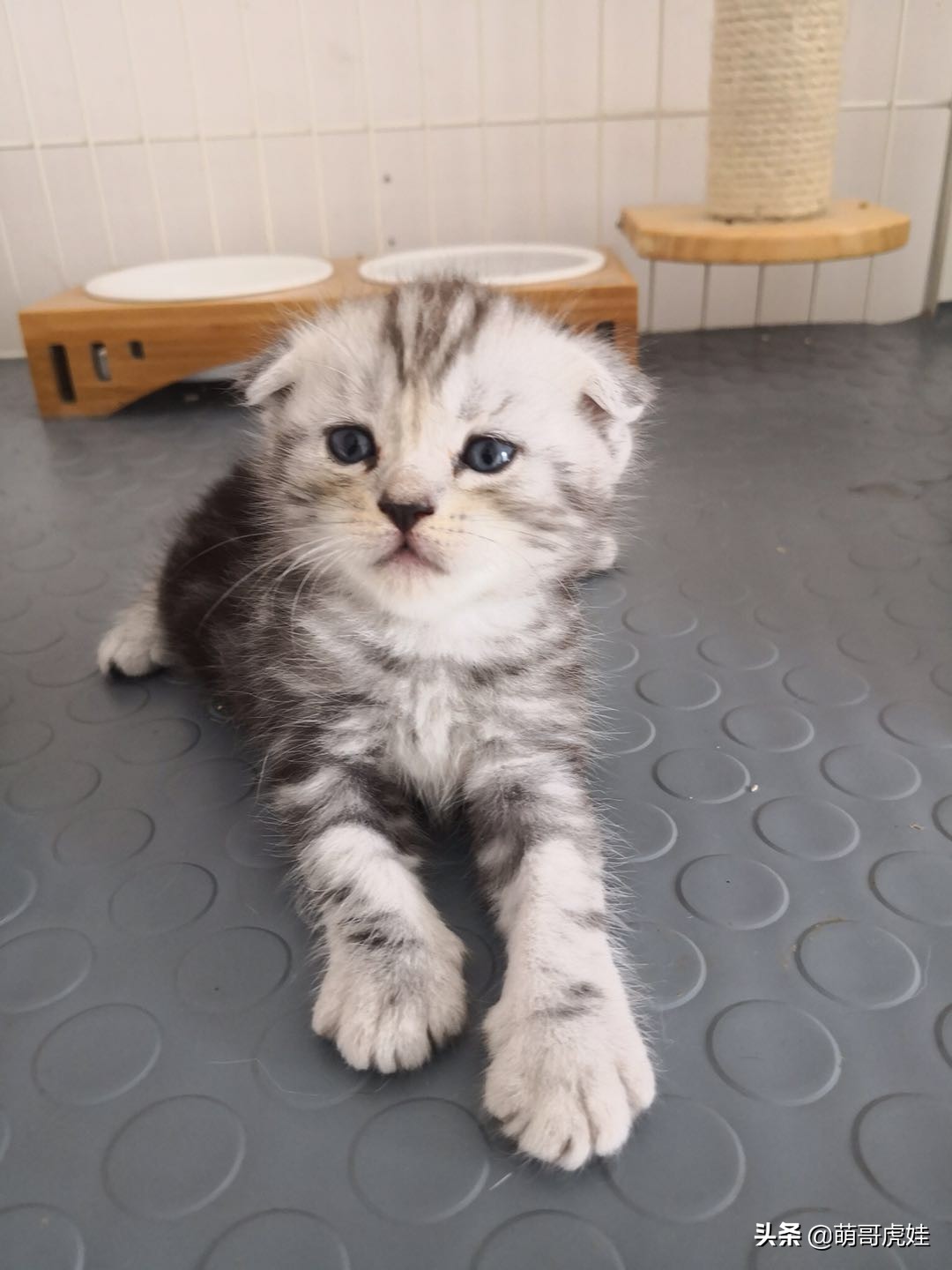 刚买来的小母猫,刚买回来的母猫幼年白狸猫