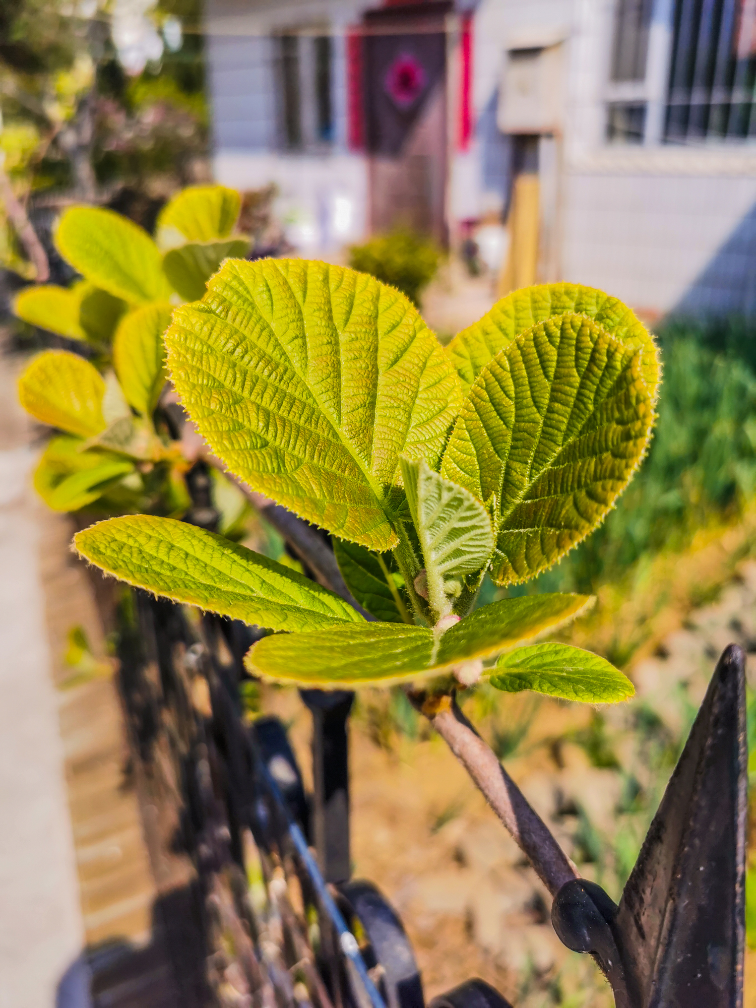 鍗庝负p30pro瀵规瘮鑻规灉12pro,鍗庝负p30pro瀵规瘮iphonese2