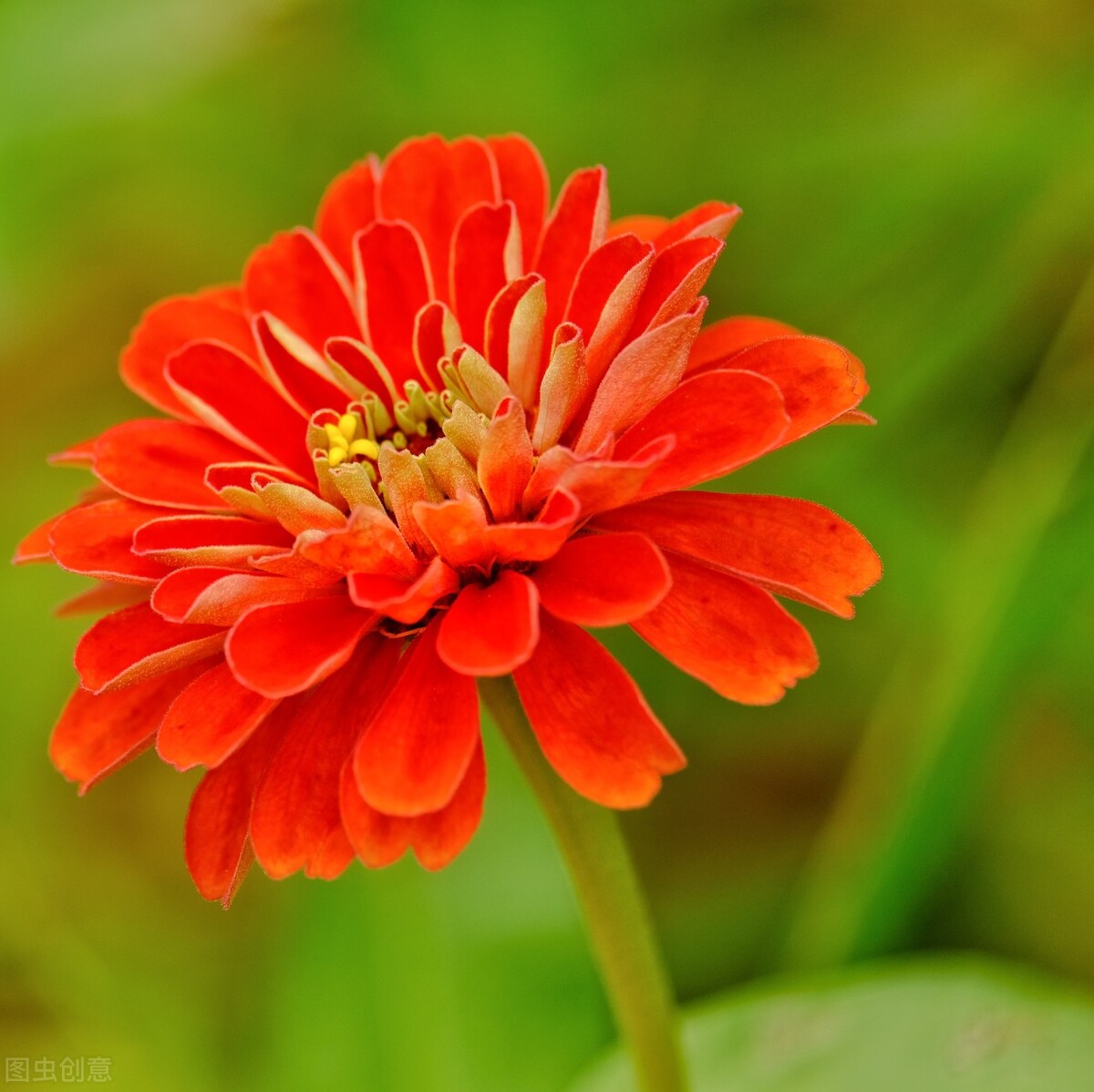 家中养4种花要当心,新手千万别碰这3种花