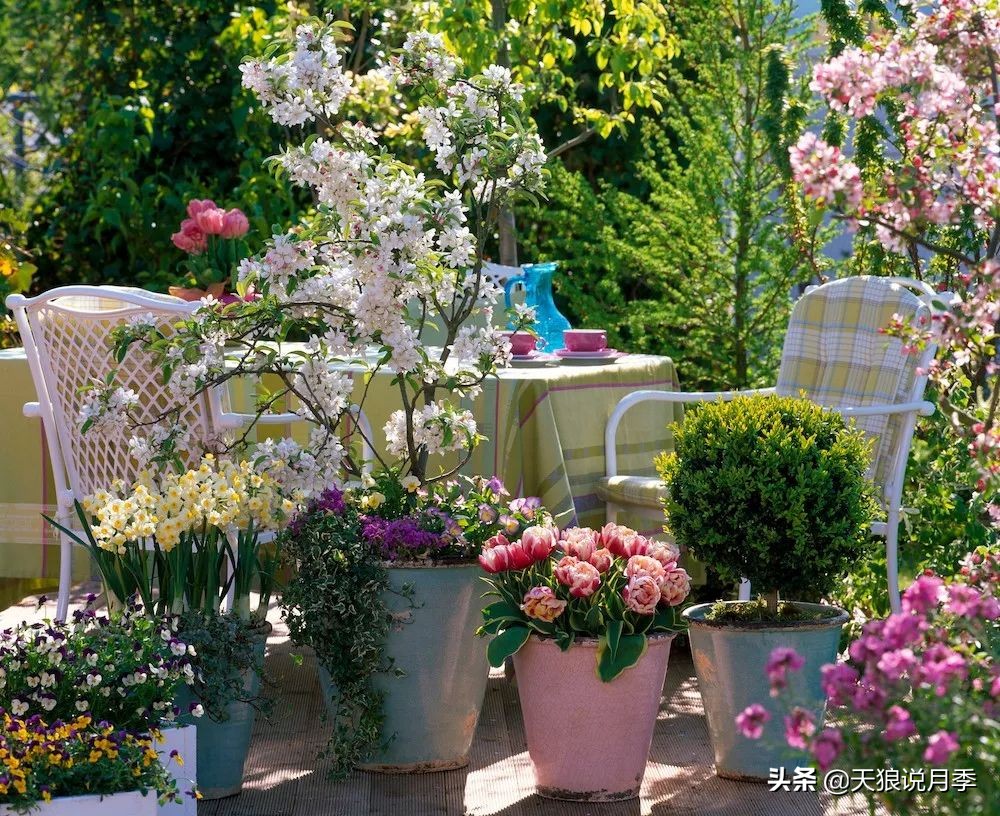 狼家球根怎么样,狼家球根上市了吗