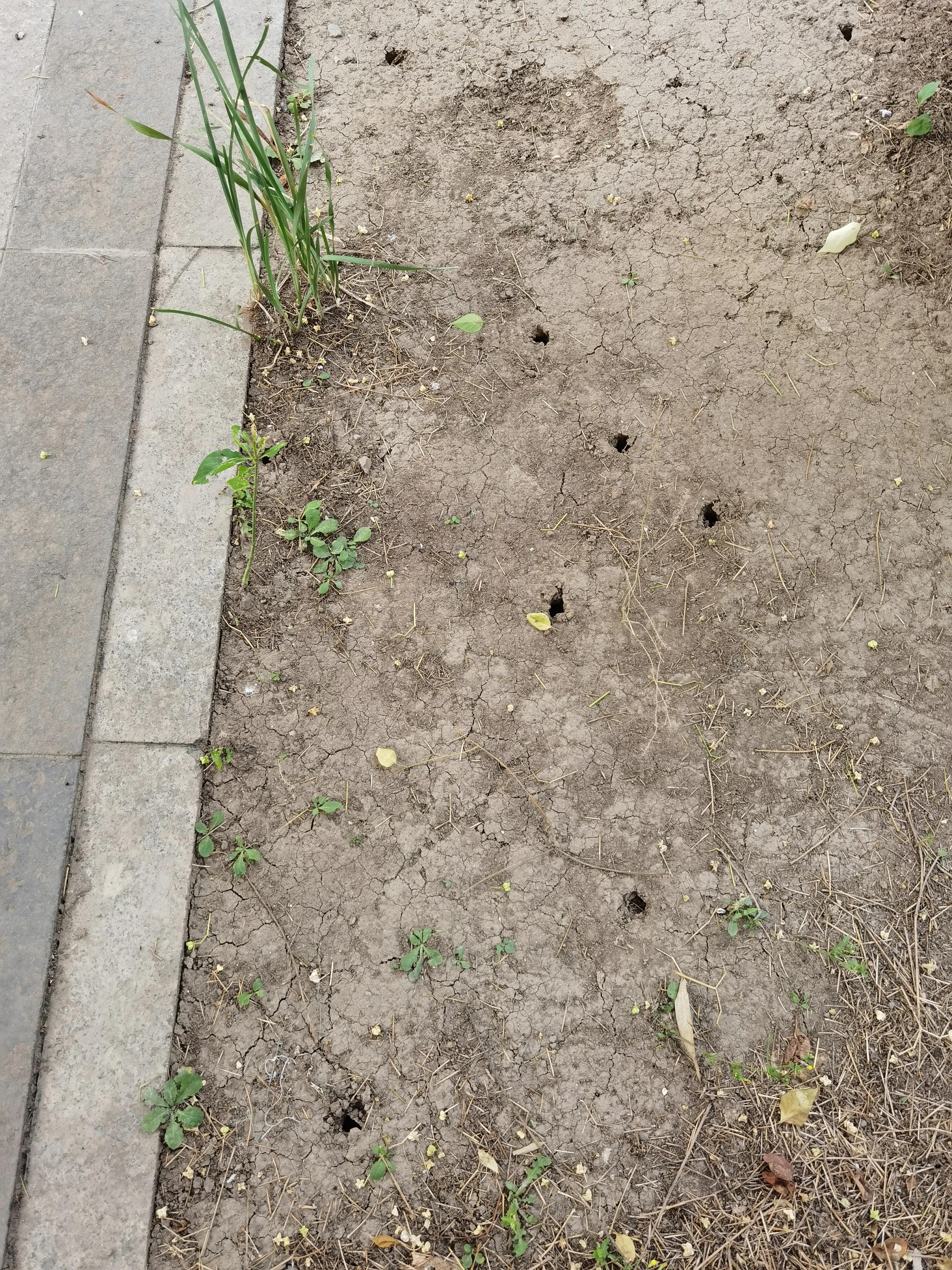 七月来了,天津小区知了钻出地面,曾经枯死的石榴树竟有发芽的