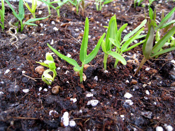 阳台种菜怎么种才能高产视频,阳台种菜方法如何把菜种好