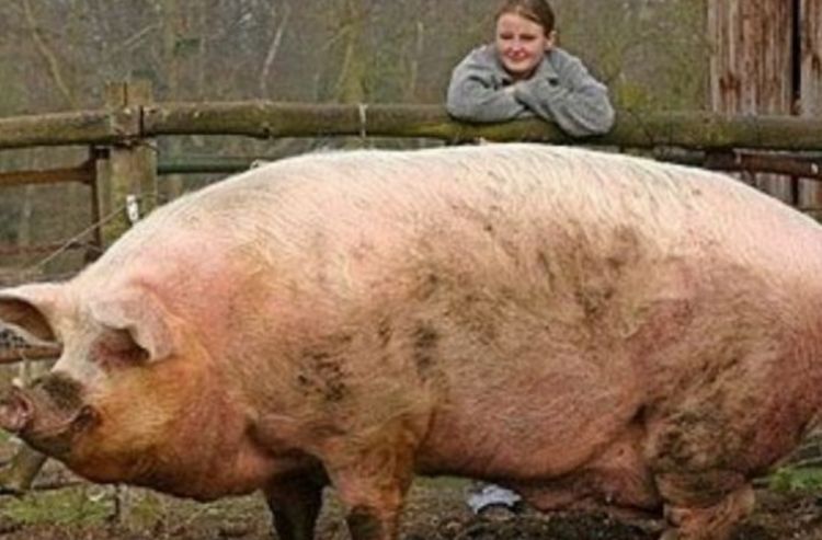 家猪养一年能养多大,猪一直不杀能养到多重