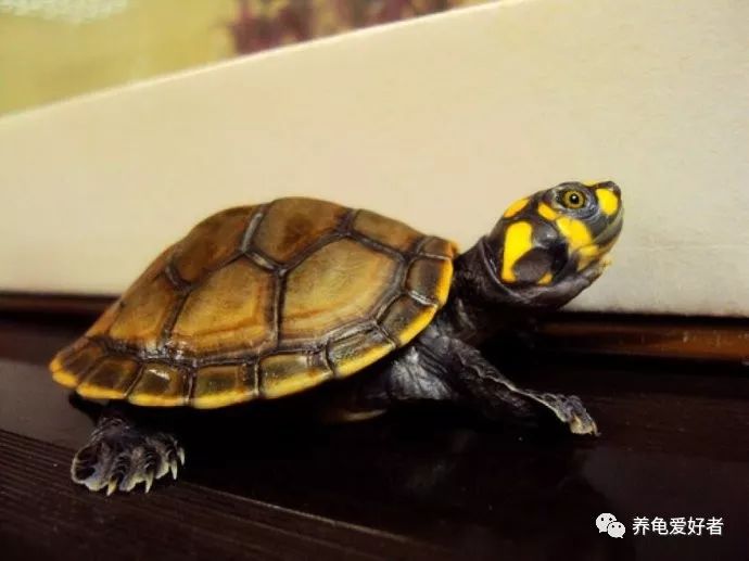 为什么养龟多年却不长大,养龟知识100条解决养龟常见问题