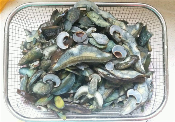 云南人爱吃的见手青,云南野生菌科普见手青