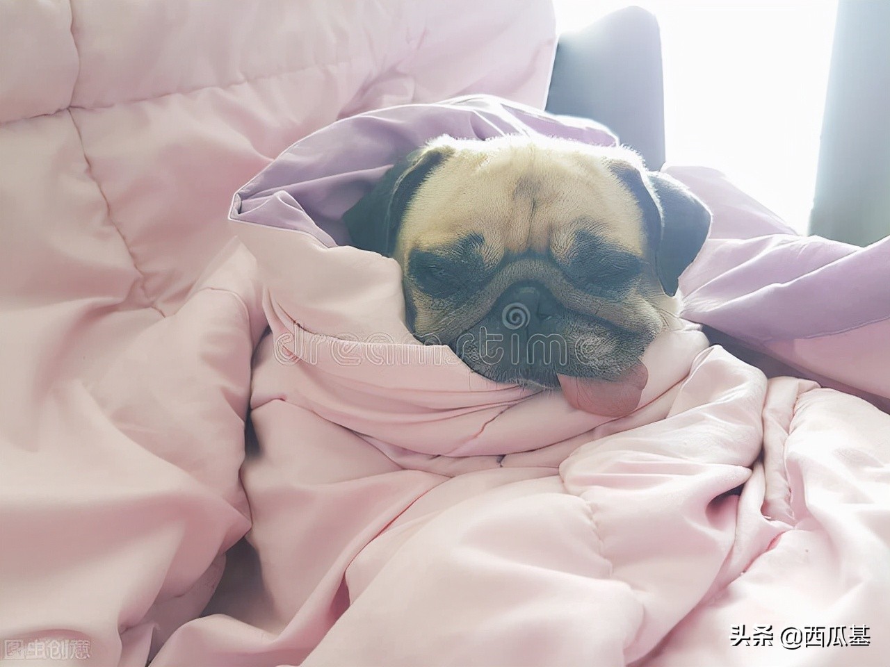 天气骤降狗子拉稀,天气突然变冷狗子拉稀