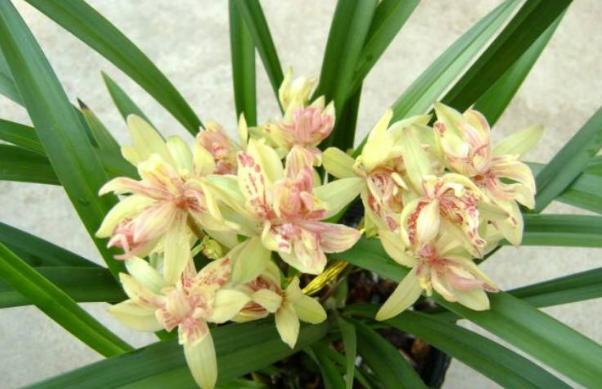 冬天什么时候买花最好,冬天买花注意事项