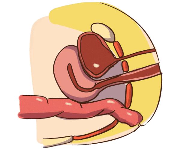 马伊琍喜欢的哑铃,马伊琍怒赞的哑铃