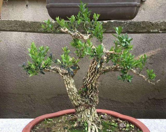 皱皮雀舌黄杨老杆不长芽怎么办,皱皮雀舌黄杨秃桩怎么这么难发芽