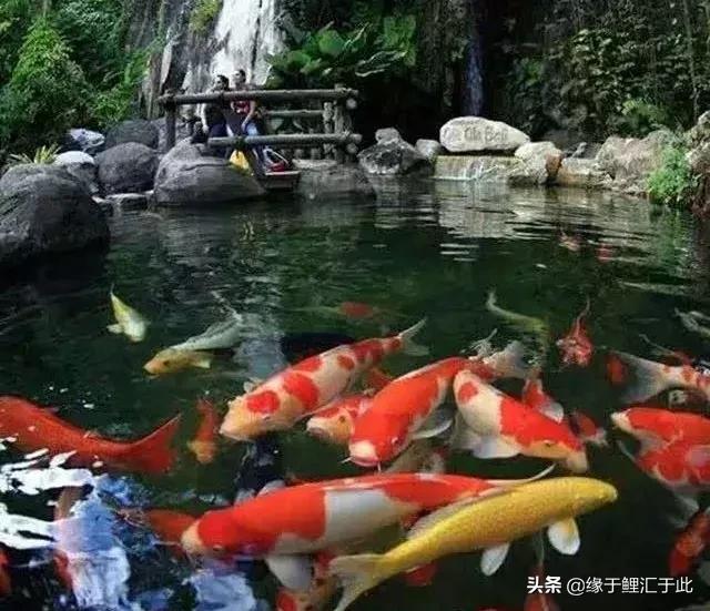 新鱼转水顺序图解,新鱼转塘