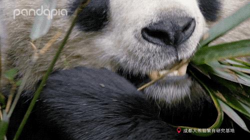 大熊猫快速吃竹笋,大熊猫吃竹子图片