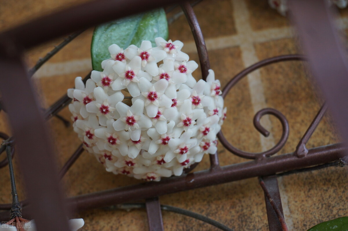 那些令人赞叹的庭院花卉,5种庭院生活方式的花卉