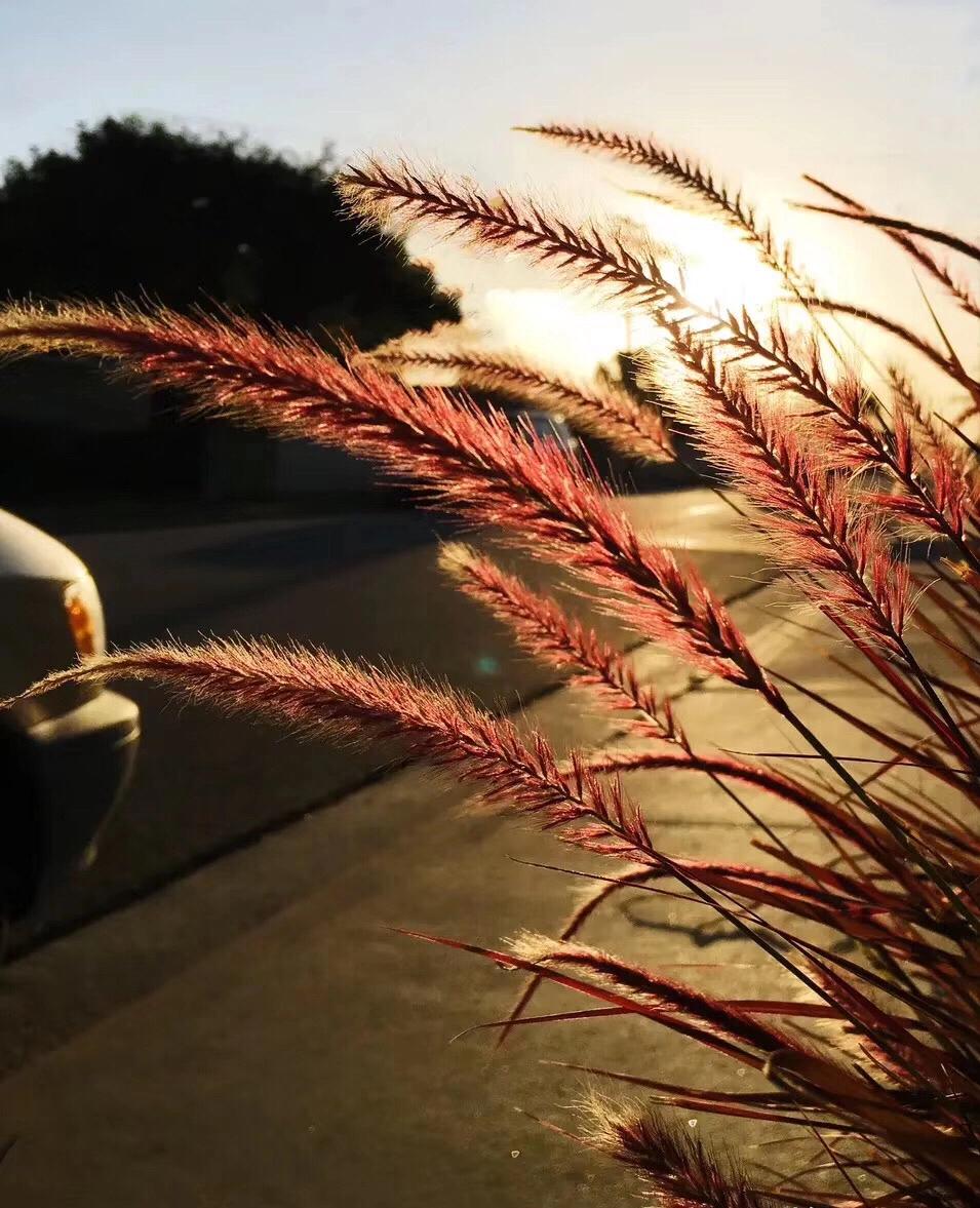 P13川人徐娘之旅美日记系列