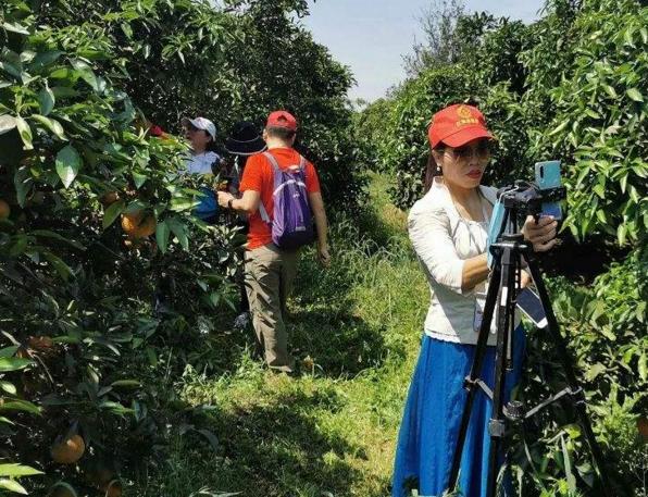 重庆忠县的柑橘成熟了，销售员可以在柑橘园里面随便吃