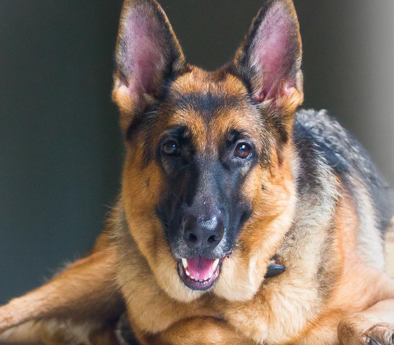 德国牧羊犬的分析,德国牧羊犬的优点和缺点