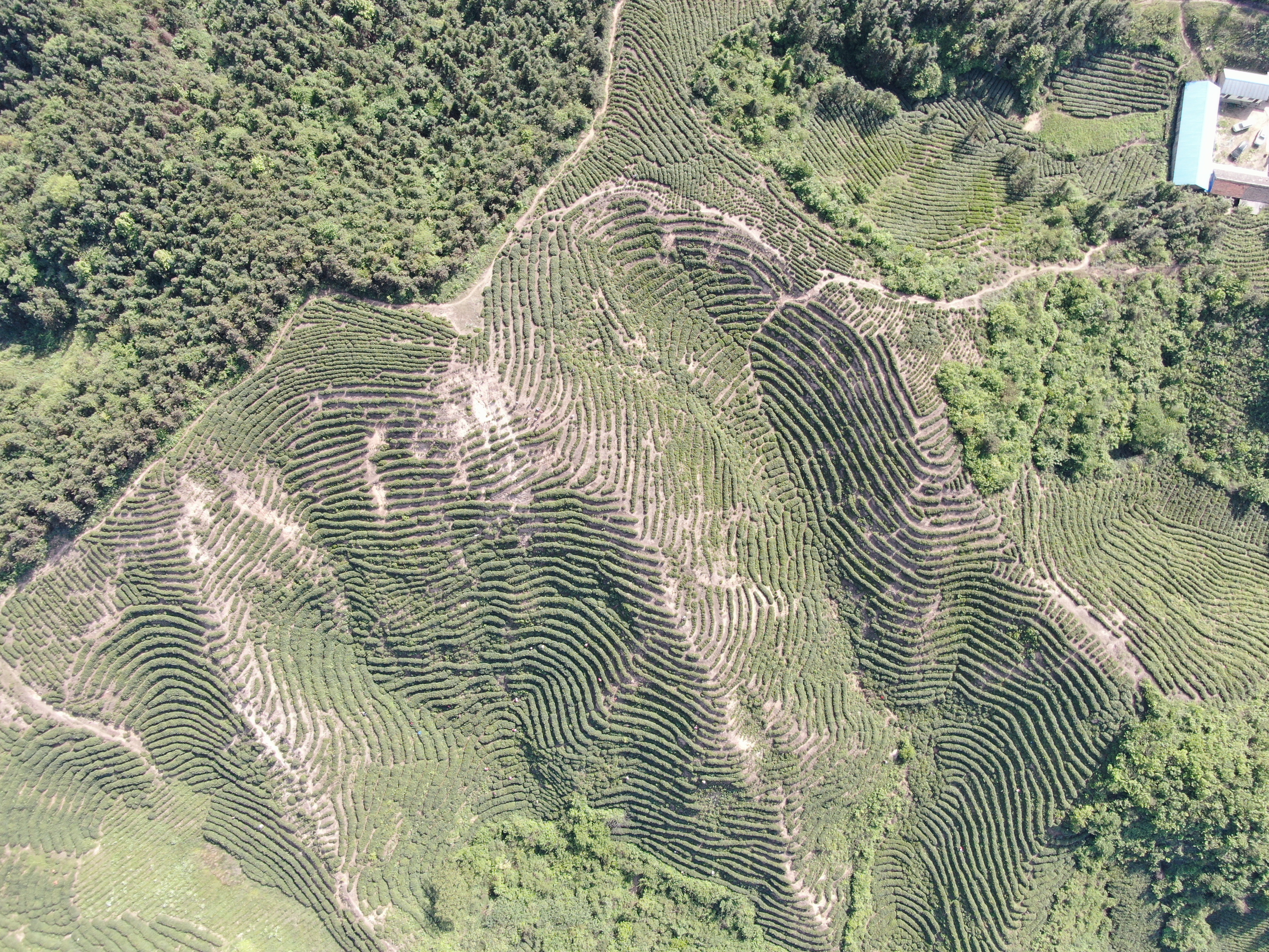 信阳毛尖深度好文——一个资深茶客谈论信阳毛尖内幕