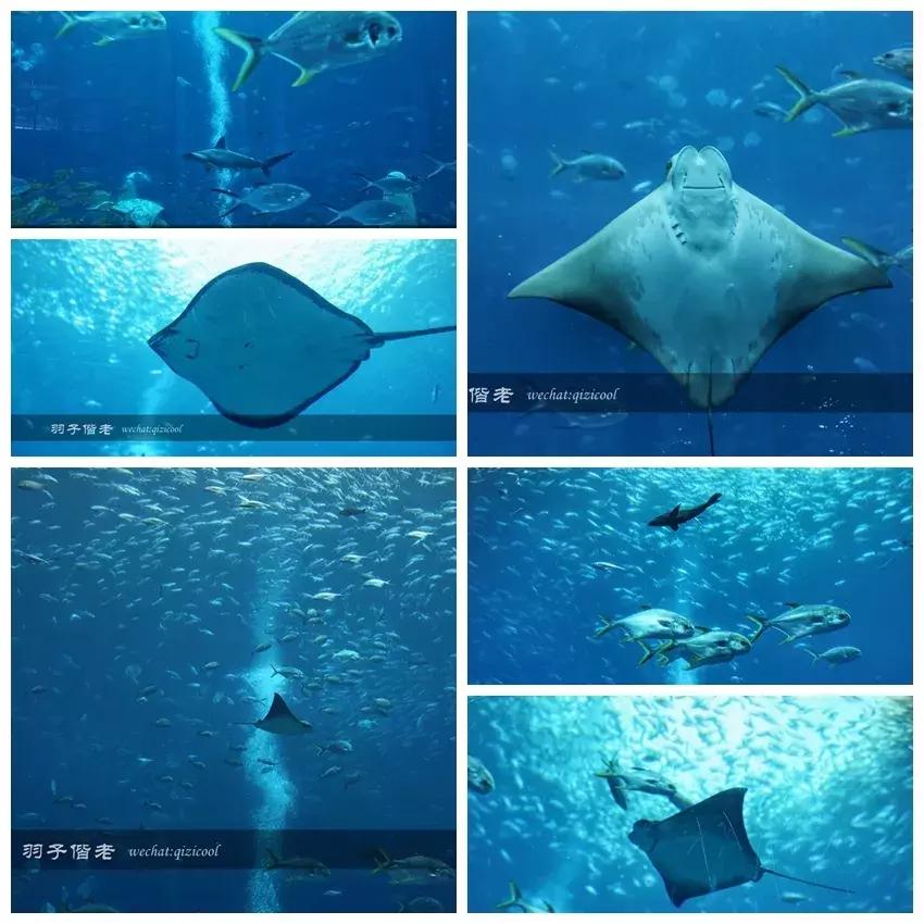 三亚亚特兰蒂斯水世界游玩路线,三亚亚特兰蒂斯水上乐园游玩项目