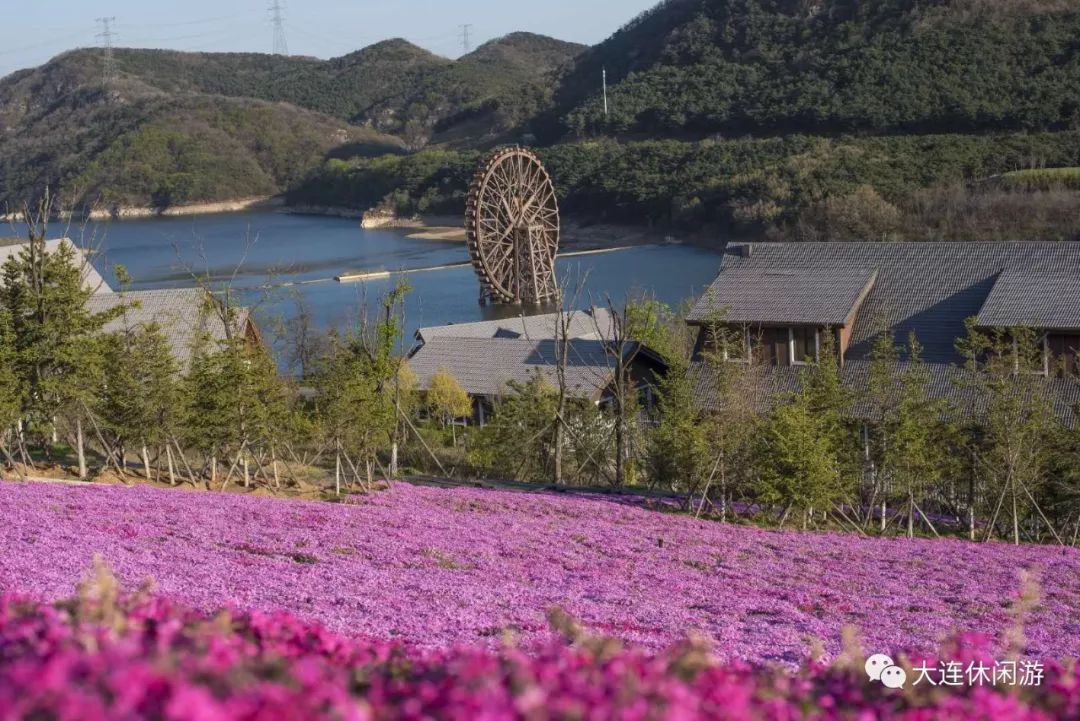 大连附近哪里有花海,大连一片花海