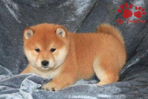 普安特宠物狗眼药水,普安特狗狗皮肤病药