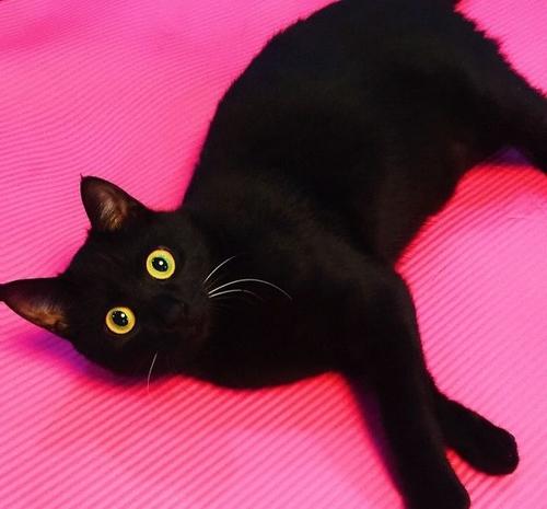 新手养猫哪个品种比较好养一点儿,九大养猫好物分享新手铲屎官必看