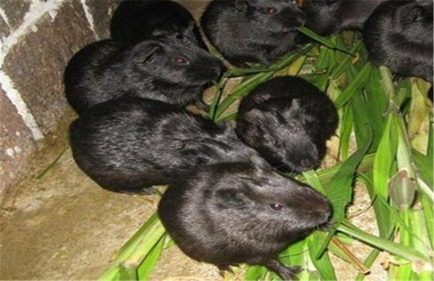 黑豚鼠养殖方法和注意事项,黑豚鼠养殖技术与疾病的关系图