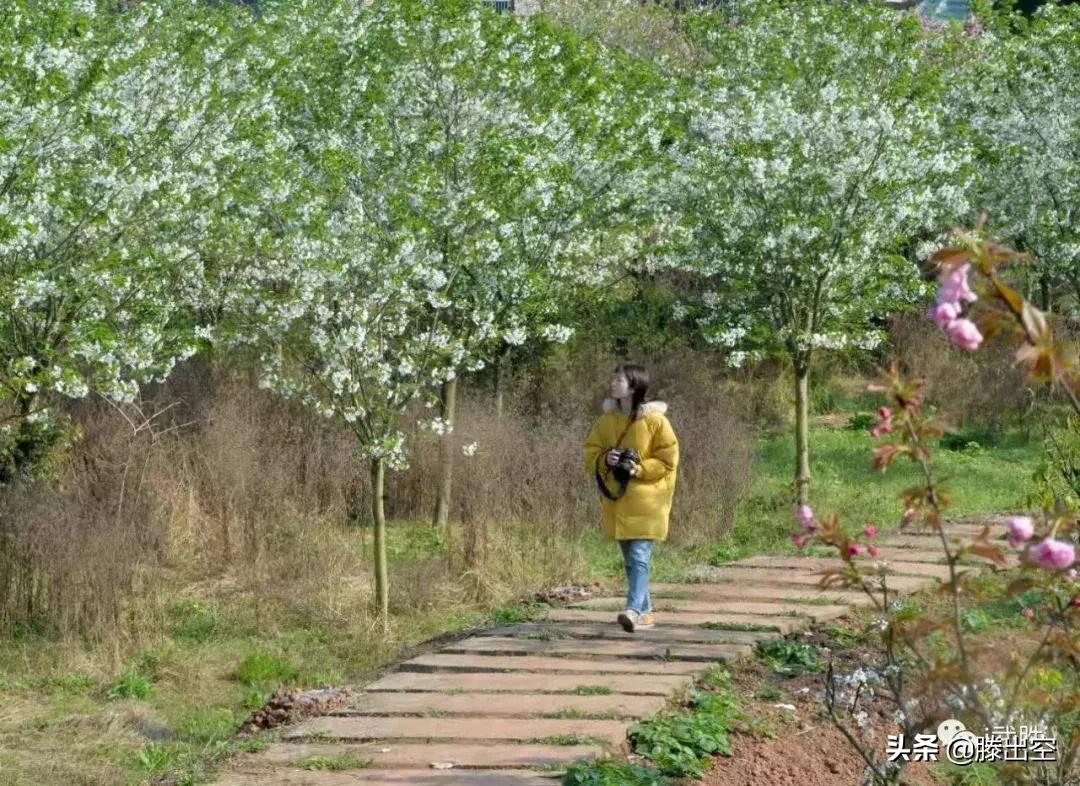 带你来樱花园看浪漫樱花,最美校园春天必打卡的樱花胜地