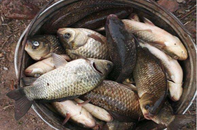 这“国货经典”的鱼竿突然火了,狂拉12小时,钓的鲫鱼那叫一个大