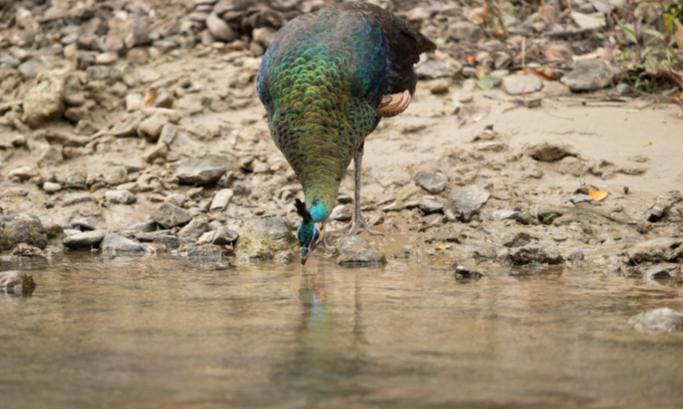 野生濒危动物绿孔雀现身孔雀之乡,绿孔雀濒危物种